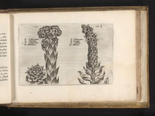 Thunderweed and candlestick