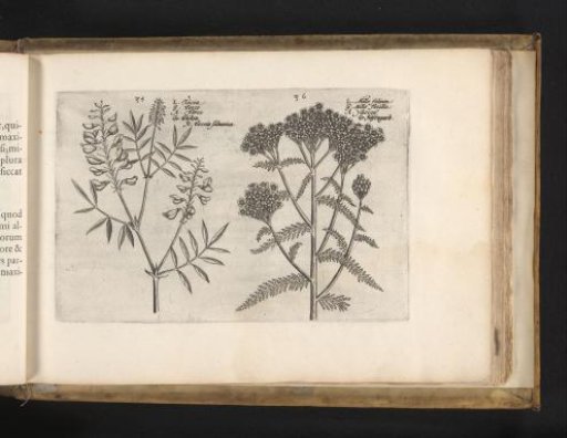 Vetch and yarrow