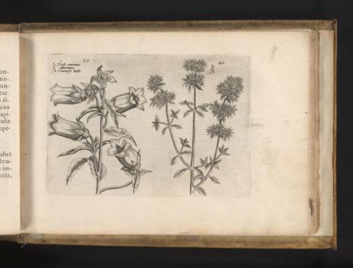 Bellflower and marjoram