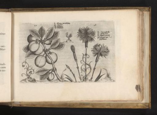 Cherry plum and garden anemone