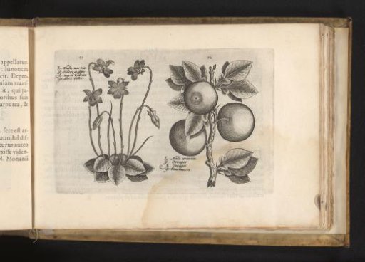 Maart's Violet and Orange