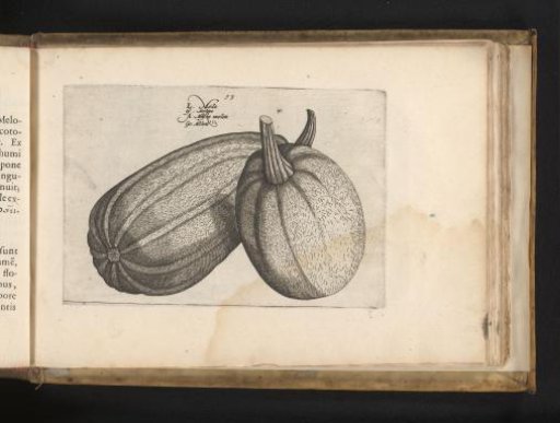 Melons
