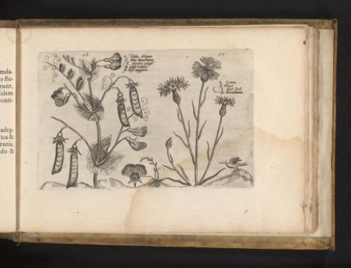 Garden Pea and Cornflower