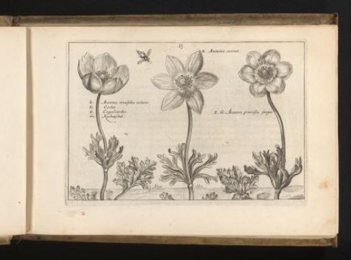 Three plants of the genus anemone