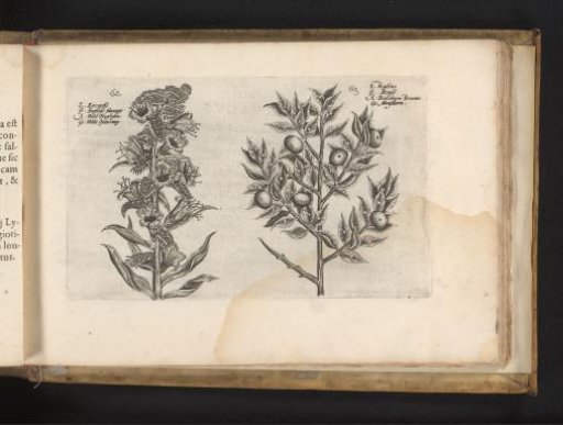Kromhals and muisdoorn