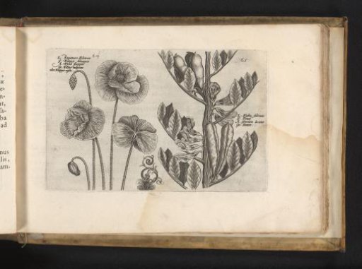 Great poppy and garden bean