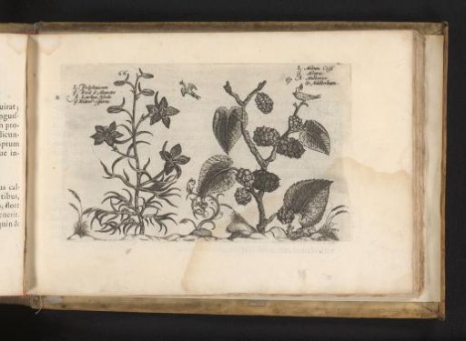 Wild ridderspoor and black mulberry
