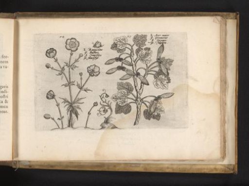 Sharp buttercup and field maple