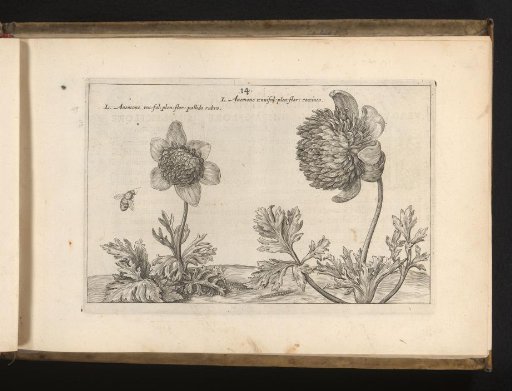 Three plants of the genus anemone