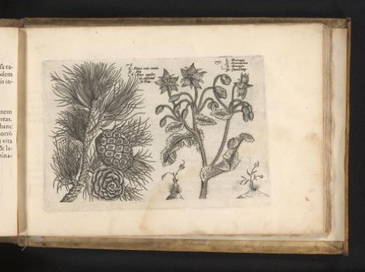 Scots pine and evening primrose