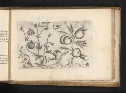 Double columbine and apple