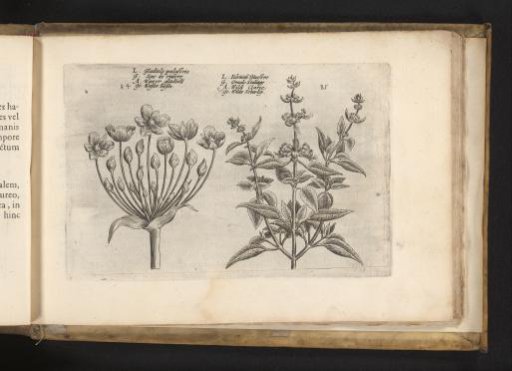 Swan flower and small-flowered sage