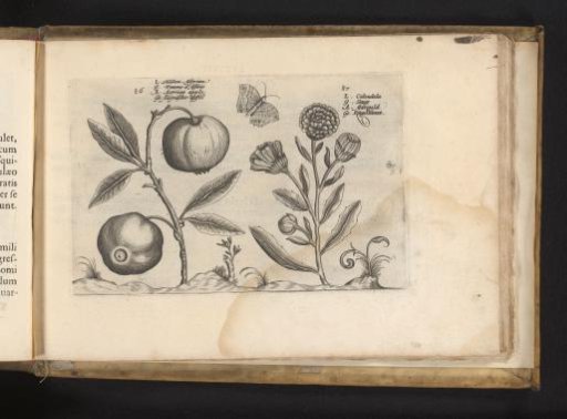 Assyrian apple and marigold