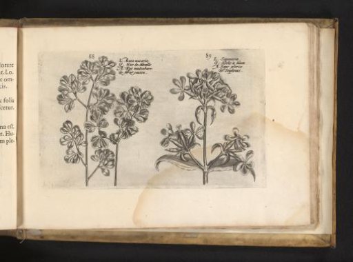 Wall fern and soapwort