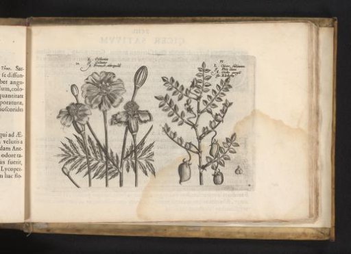 African marigold (Tagetes) and chickpea