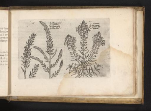 Tamarisk and flaxseed
