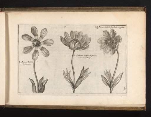 Three cultivars of the genus anemone