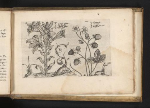 Madonna lily and strawberry