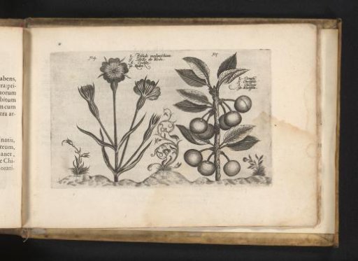 Bugleweed and sour cherry