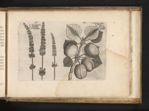 Lavender and apricot