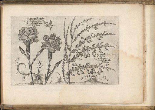 Carnation and gorse