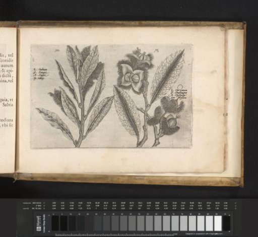 Sage and wild chestnut
