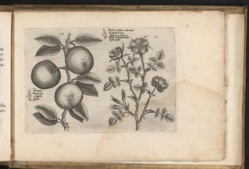 Apple and dog rose
