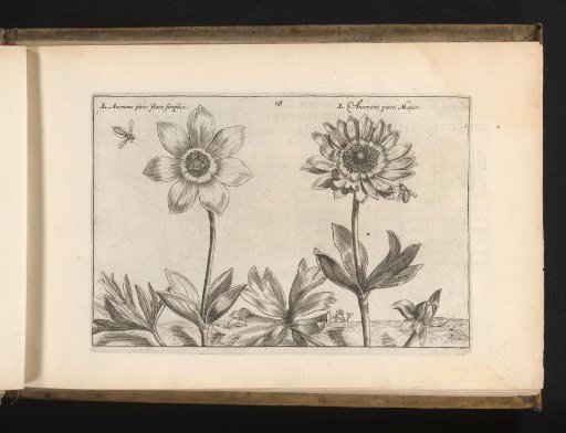 Two cultivars from the genus anemone