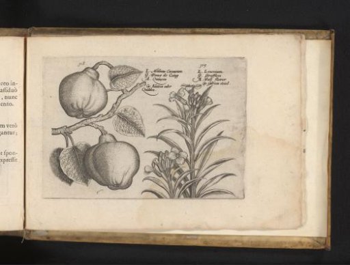 Quince and wallflower