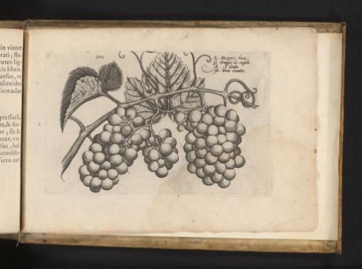 Grapevine with grapes