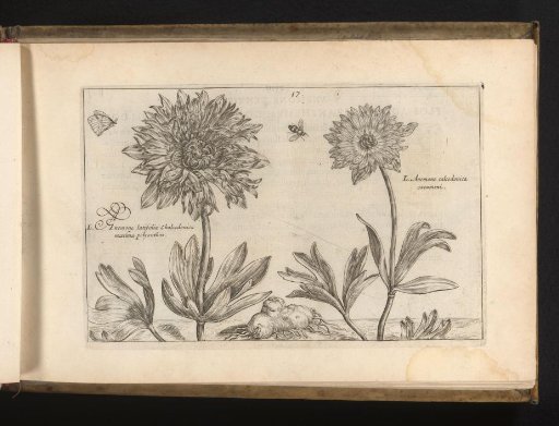 Two cultivars from the genus anemone