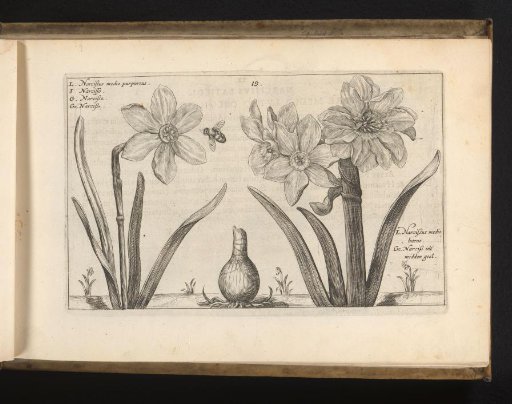 Two species of daffodils