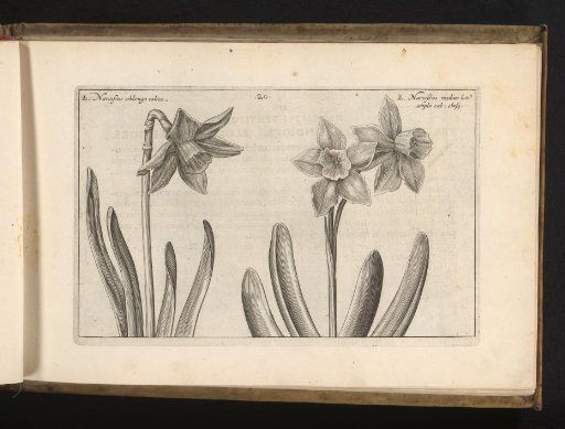 Two species of daffodils