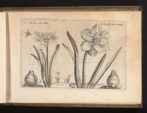 Two species of daffodils
