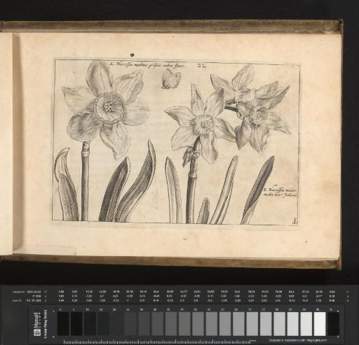 Two species of daffodils