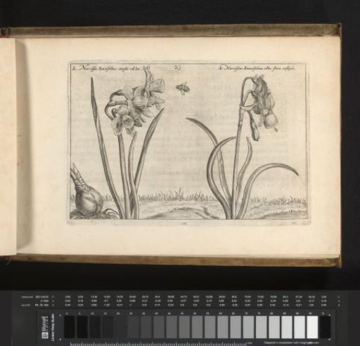 Two species of daffodils