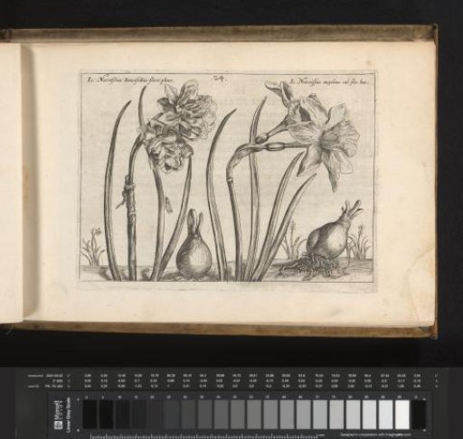 Two species of daffodils