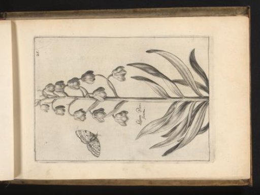 Persian lily