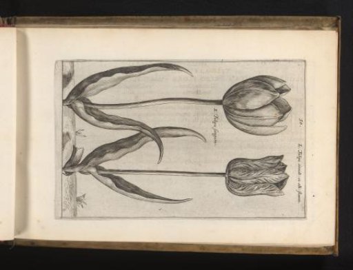 Two tulip varieties