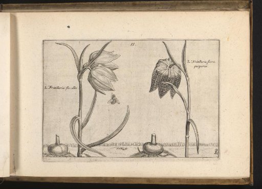 Two varieties of fritillaria