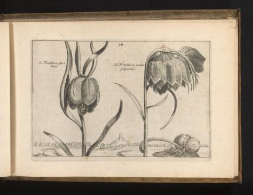 Two species of fritillaria