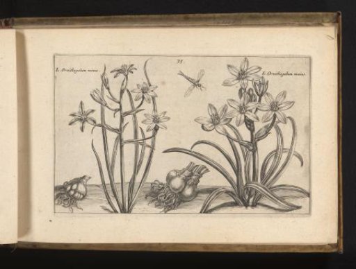 Two species of bird's milk
