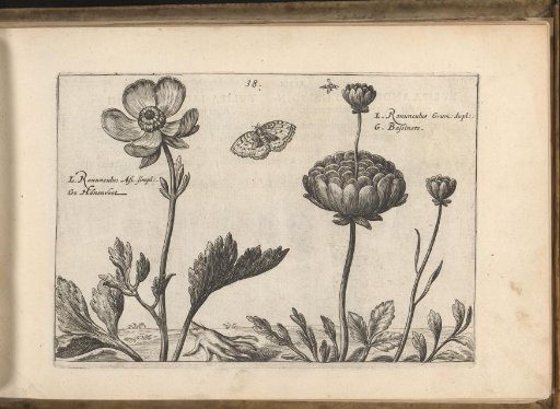 Buttercup and another species of Ranunculus