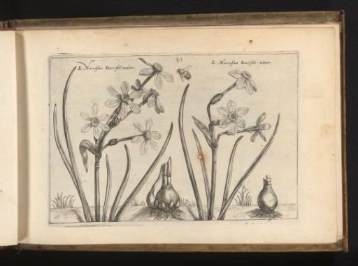 Two varieties of the biesleaf narcissus