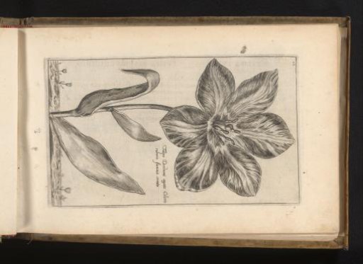 Tulip