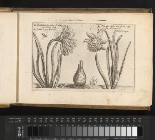 Wild daffodil and trumpet daffodil