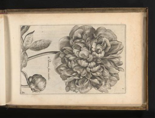 Peony (Paeonia officinalis)