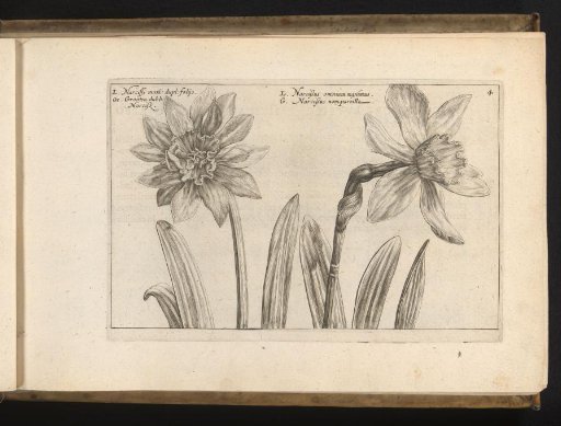 Two daffodils