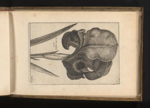 Mourning iris