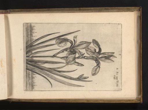 Siberian iris, (Iris sibirica)